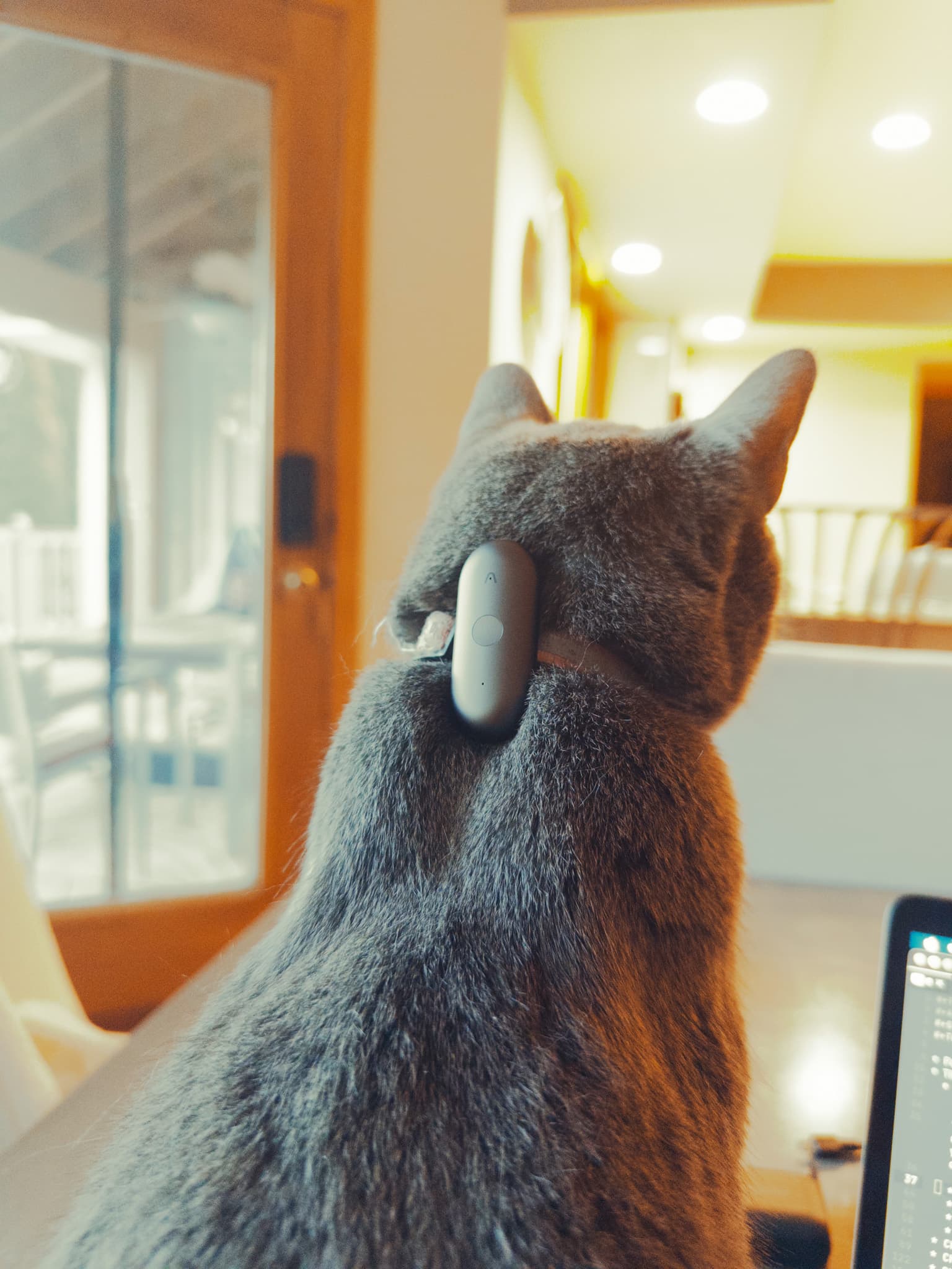 A cat wearing an early Percy form-factor test on its collar