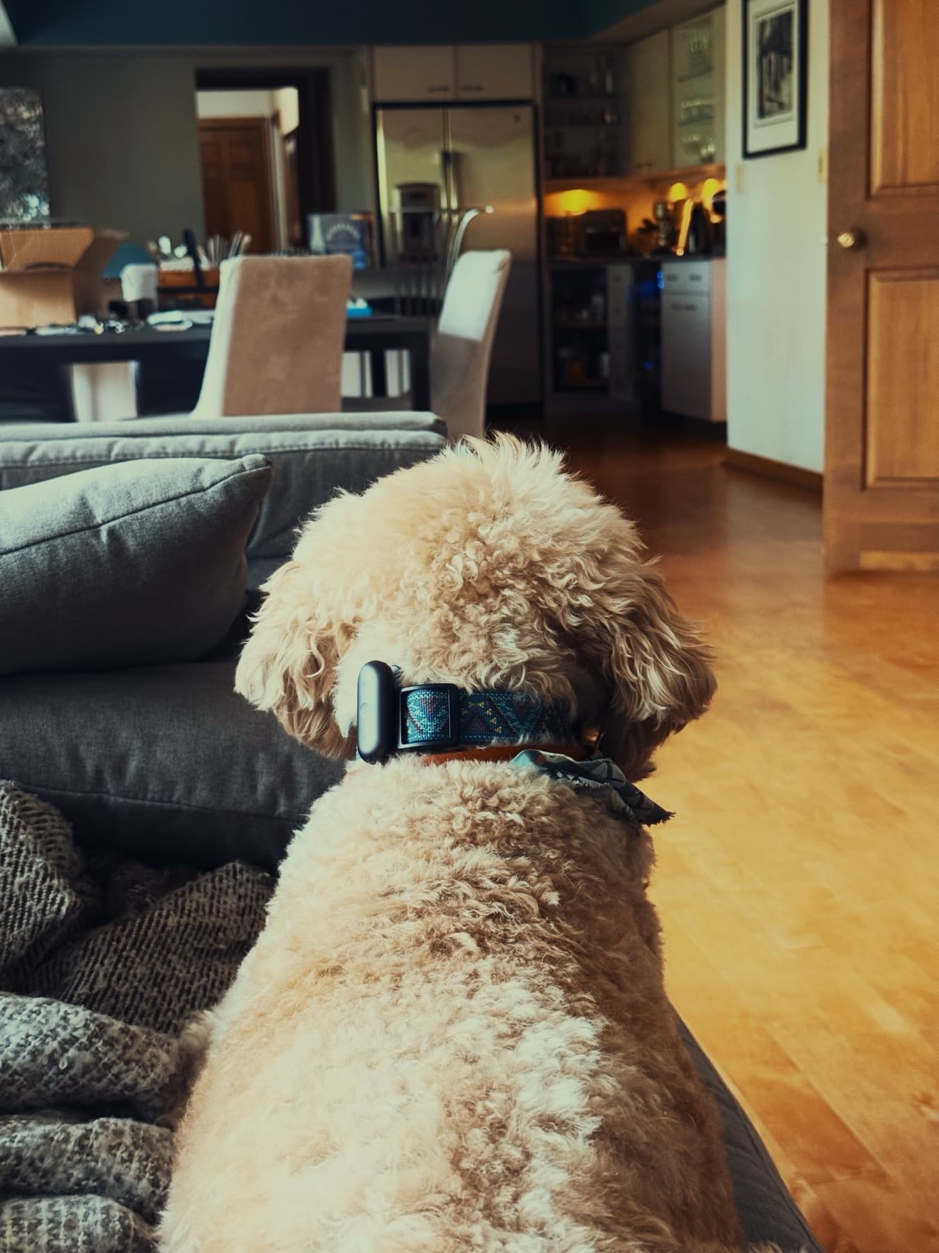 A dog wearing an early Percy form-factor test on its collar