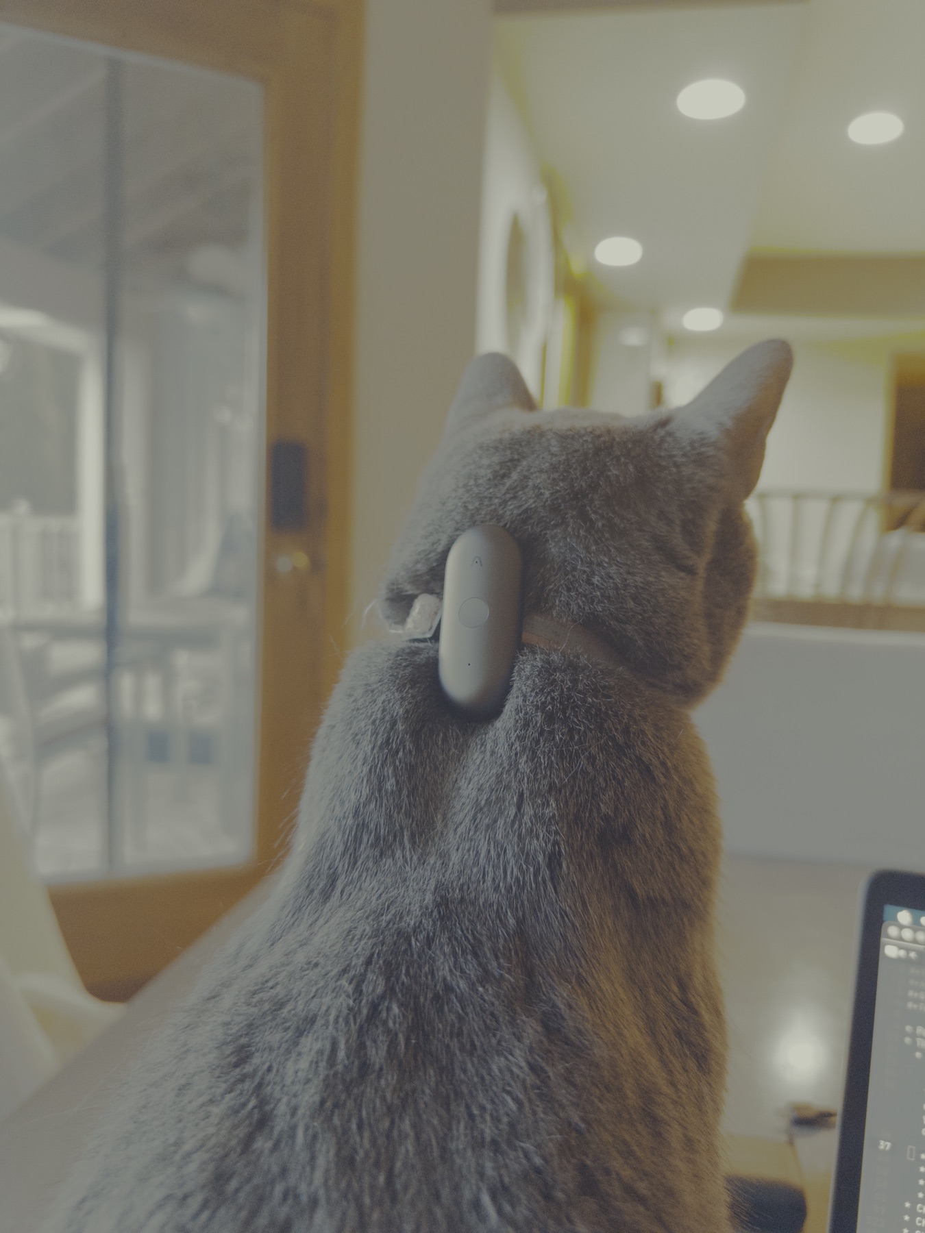 A cat wearing the same existing small recorder on its collar